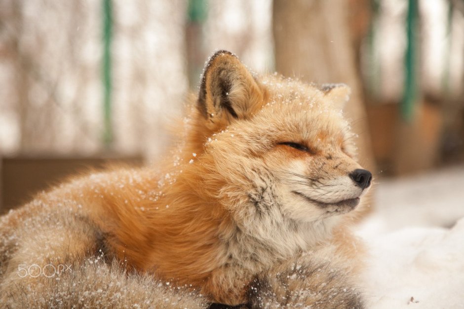 Эстетика лисичек