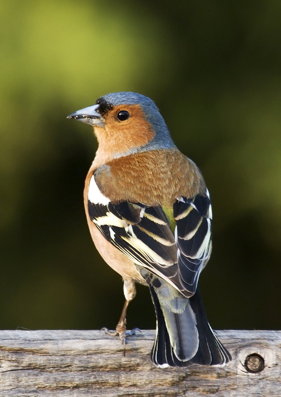 Зяблик (fringílla COÉLEBS)