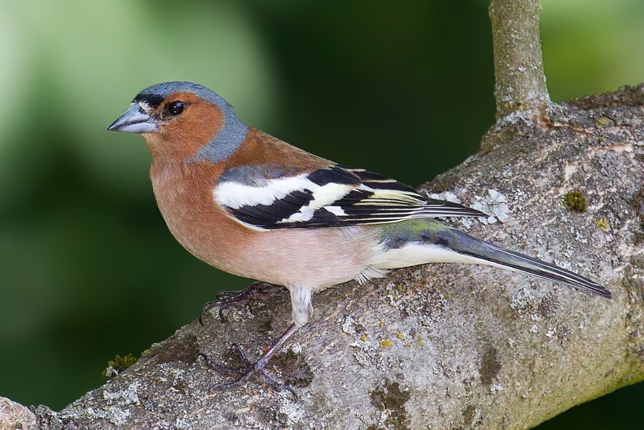 Вьюрковые самец зяблика (fringilla COELEBS)