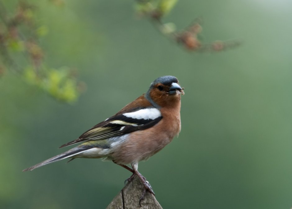 Зяблик (fringílla COÉLEBS)