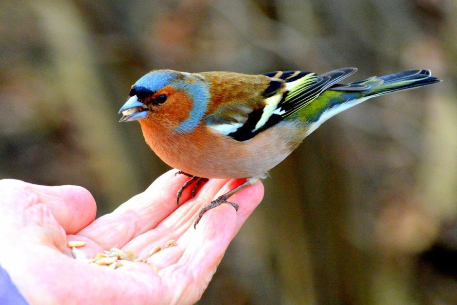 Зяблик (fringilla COELEBS)