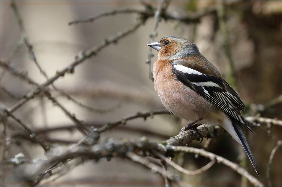Fringilla Politzeki