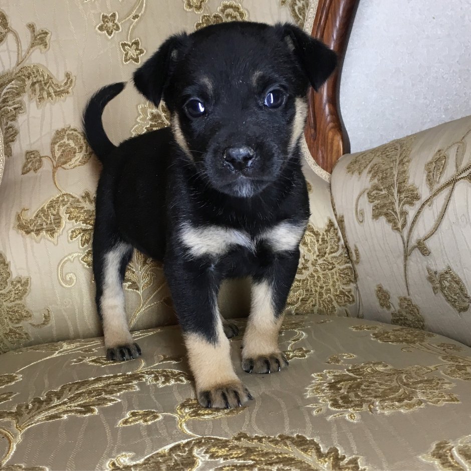 Щенок дворняжки 1 месяц маленький