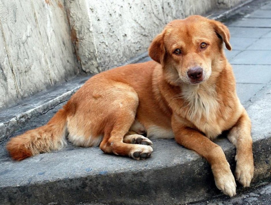 Королевский двортерьер