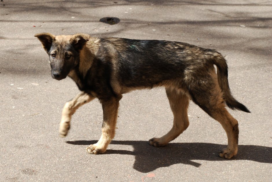 Королевский двортерьер