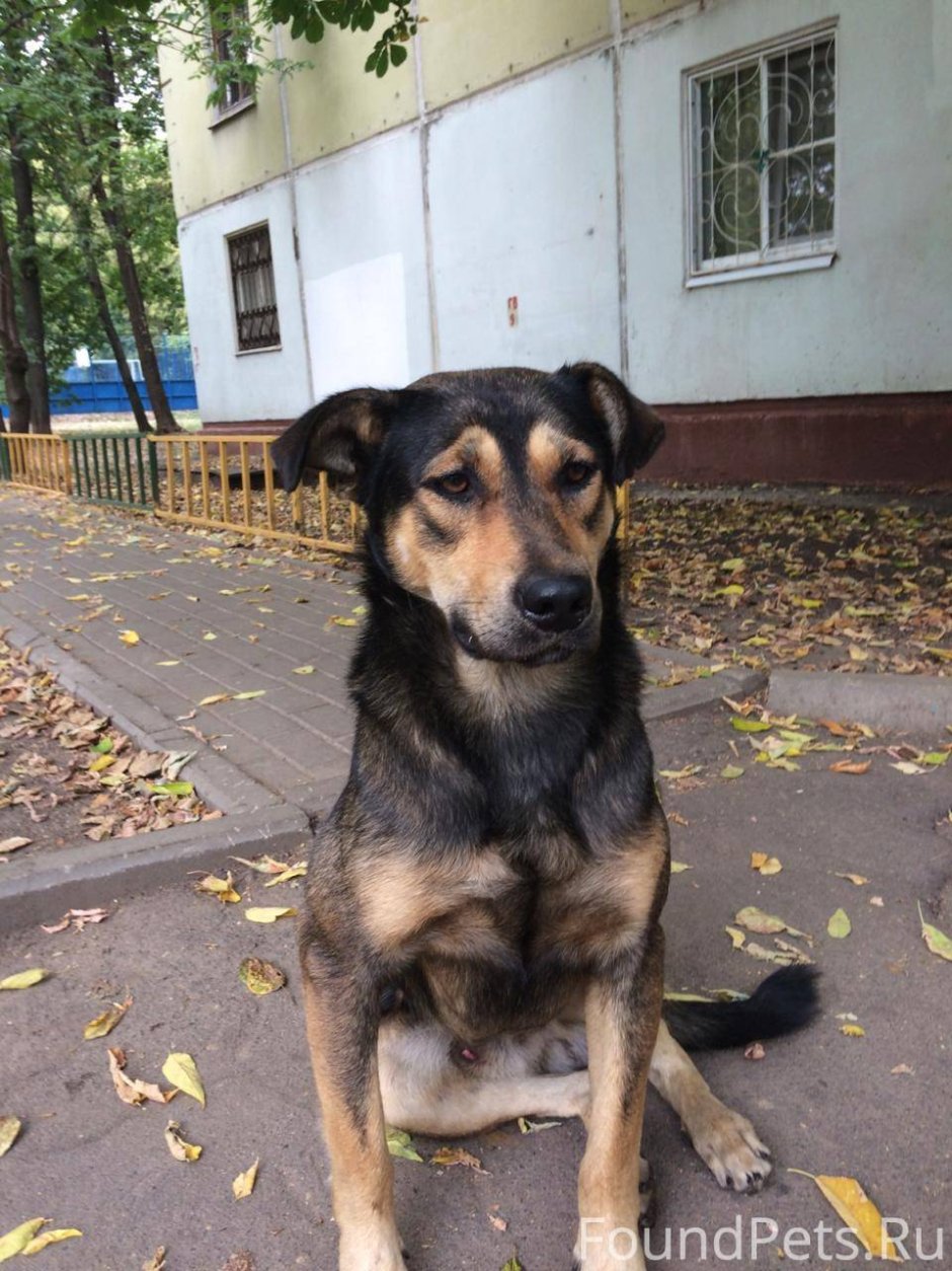 Собачка дворняга