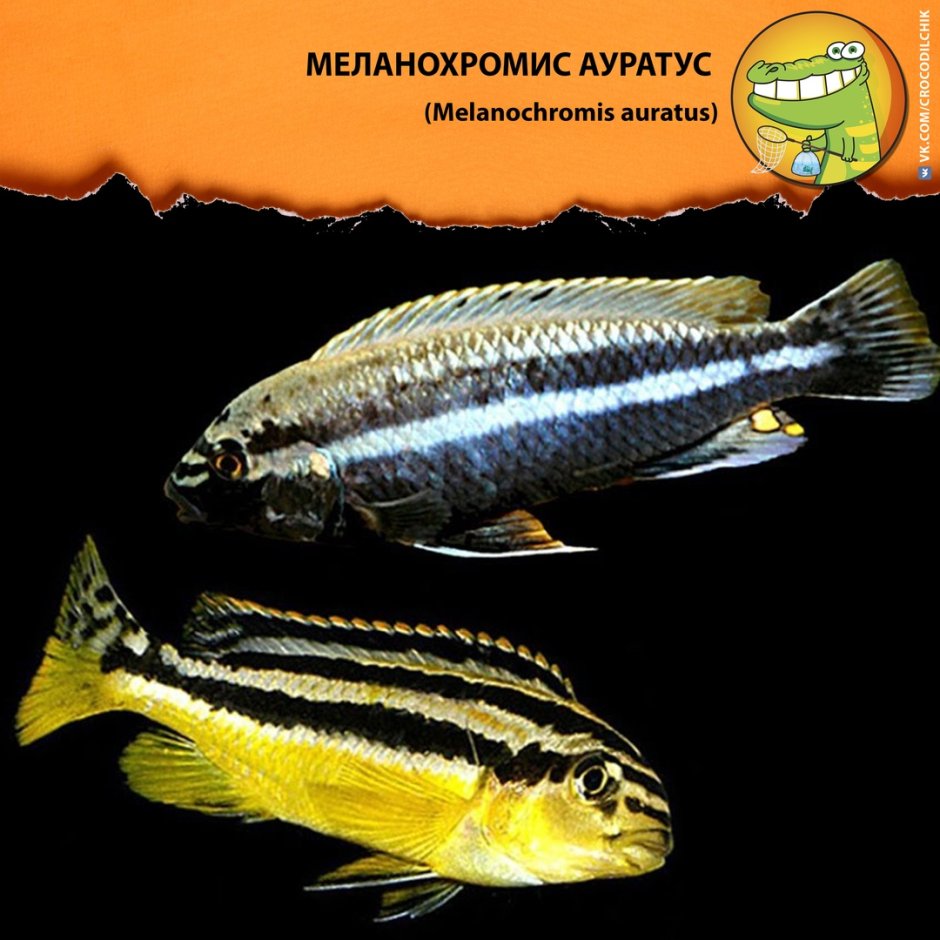 Меланохромис майнгано