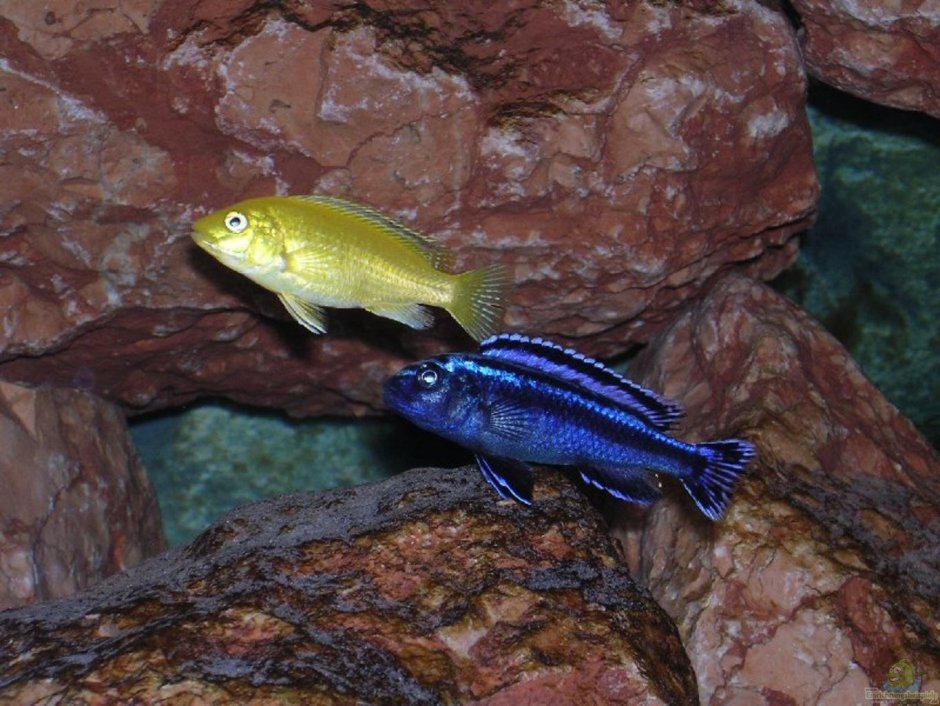 Melanochromis loriae