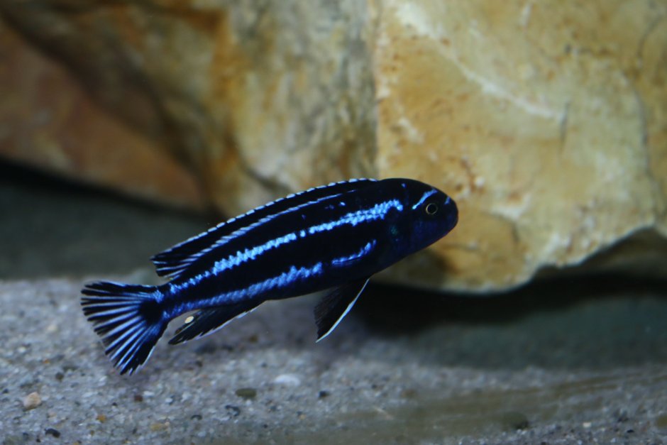 Melanochromis auratus