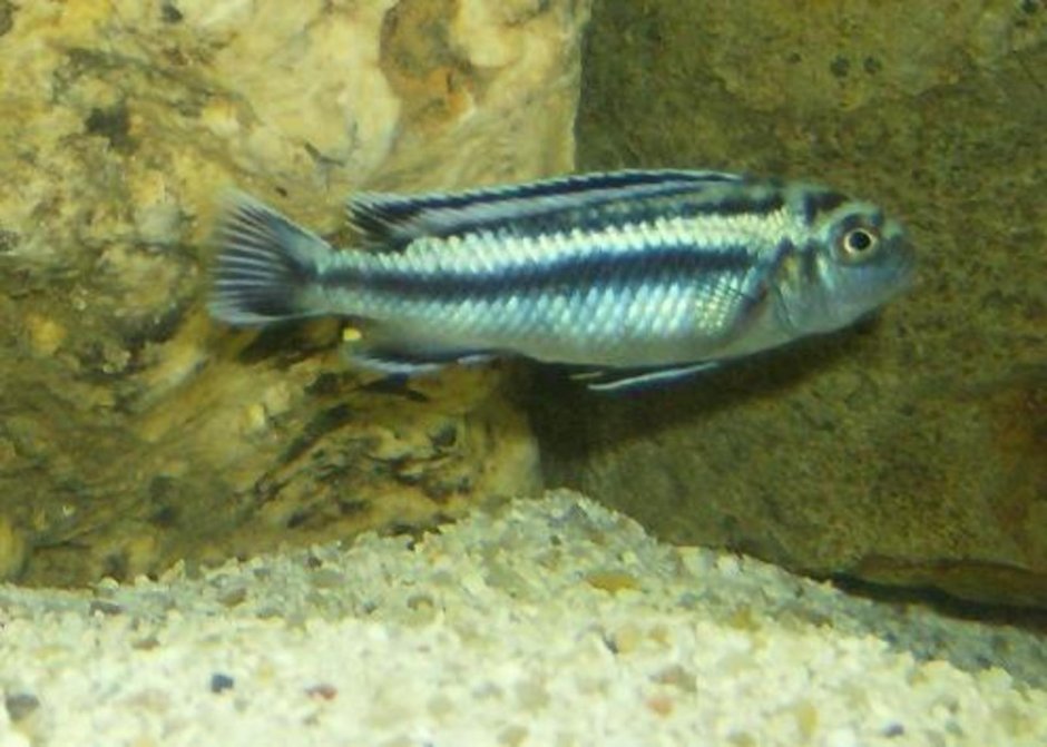 Melanochromis melanopterus