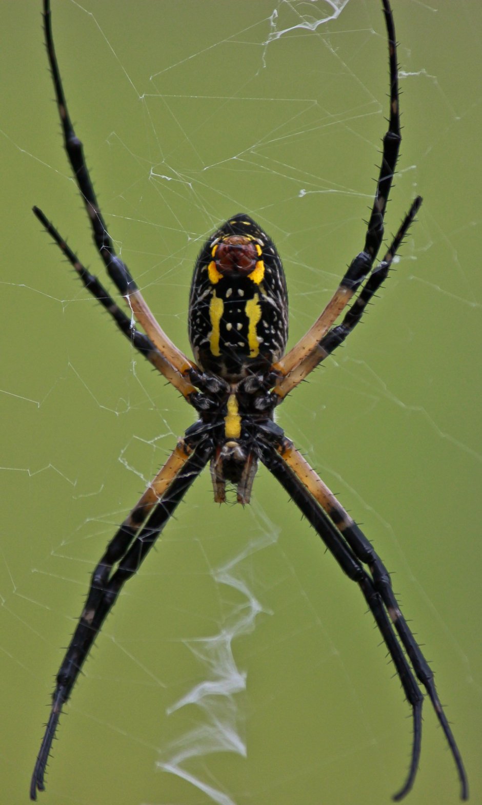 Argiope aurantia