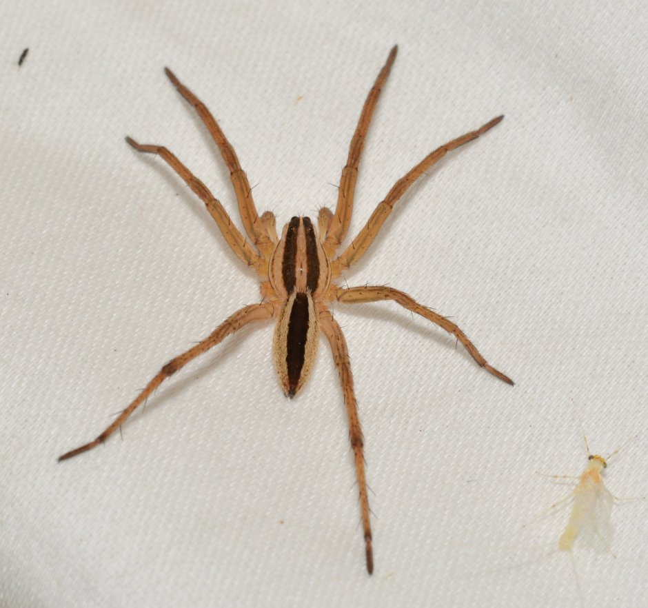 Rabidosa punctulata паук