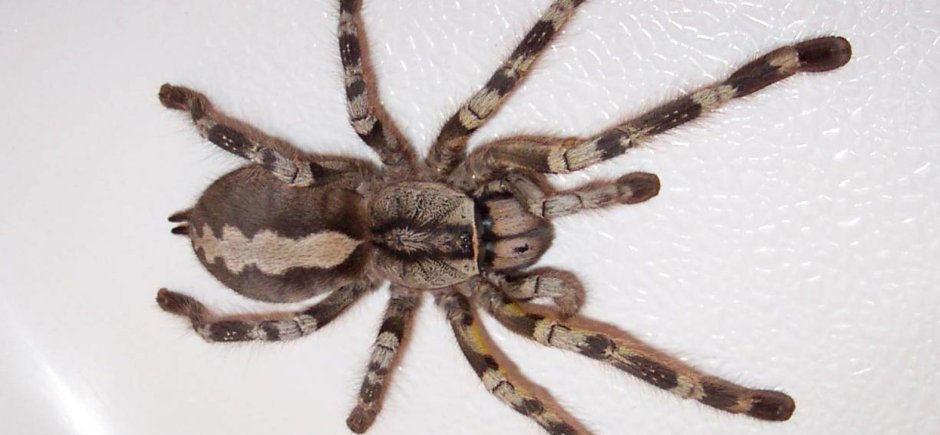 Паук-птицеед Poecilotheria fasciata