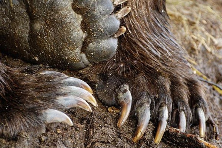 Медвежьи когти и кошачьи лапы