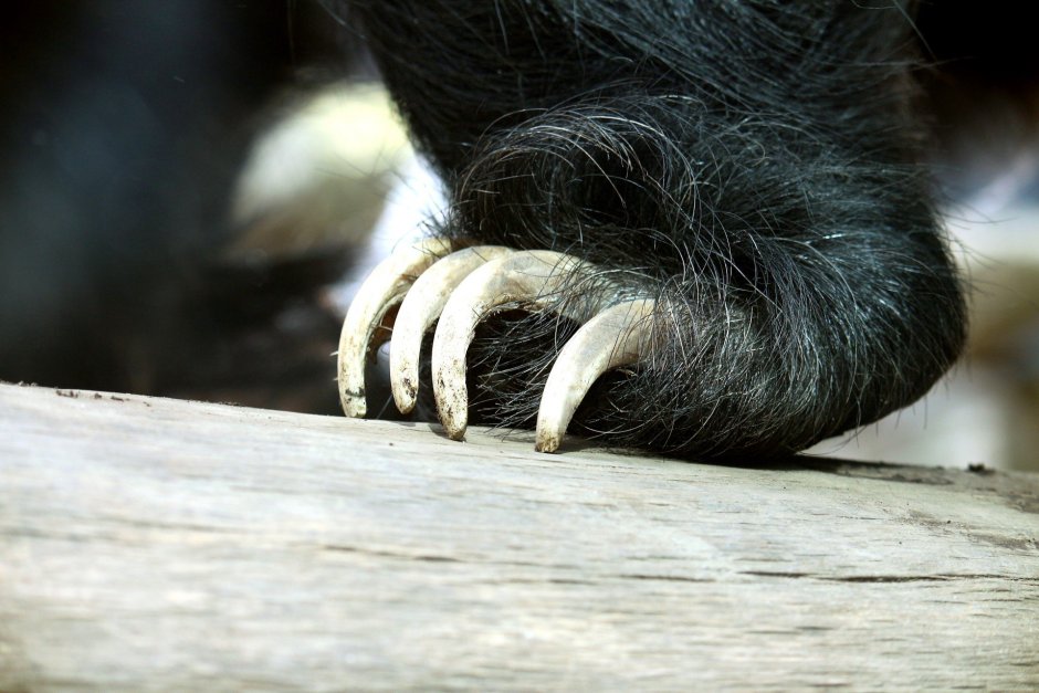 Bradypus torquatus – Ленивец ошейниковый