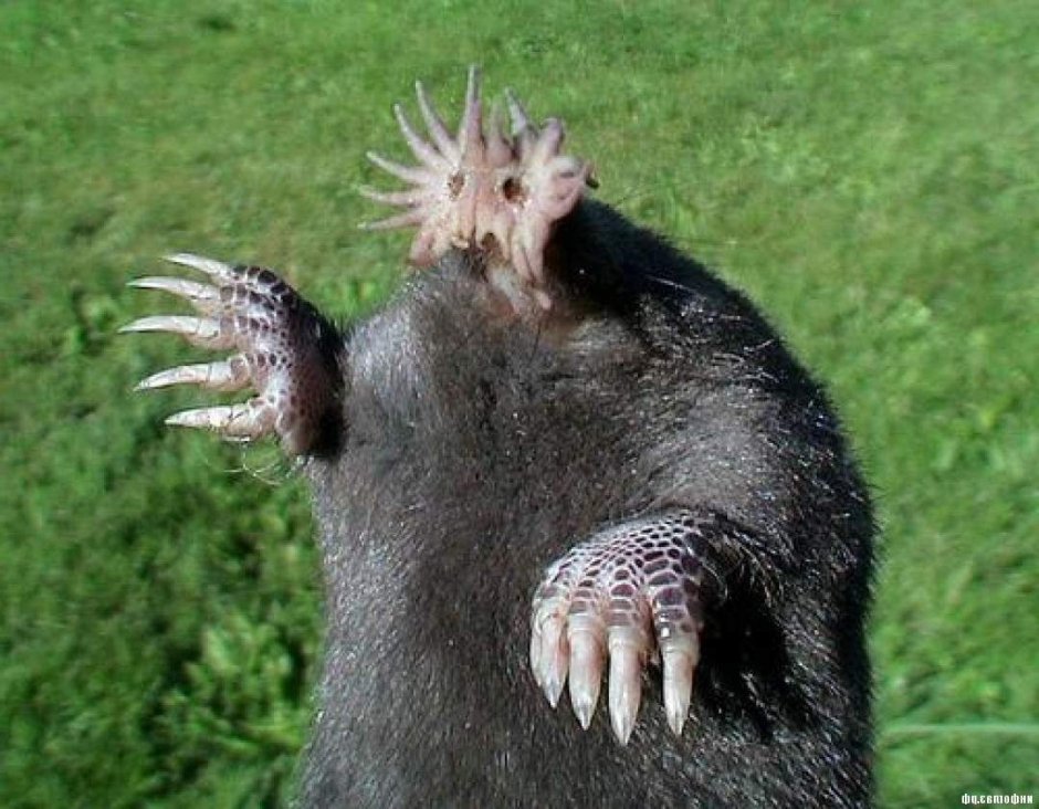 Лапы животных