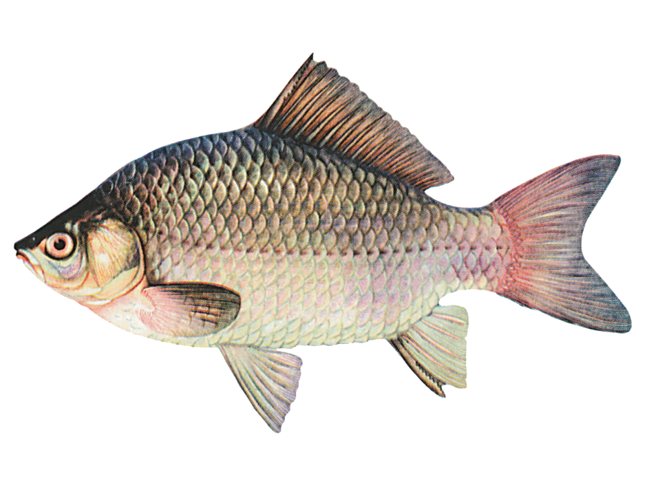 Карась обыкновенный Carassius Carassius
