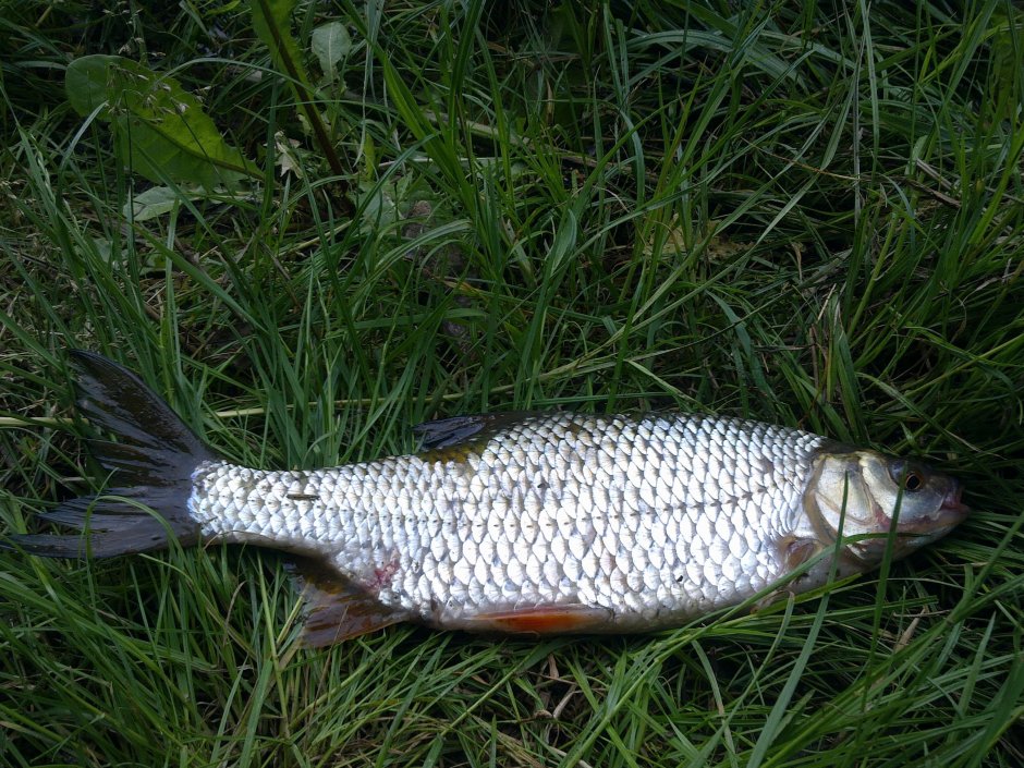 Rutilus lemmingii