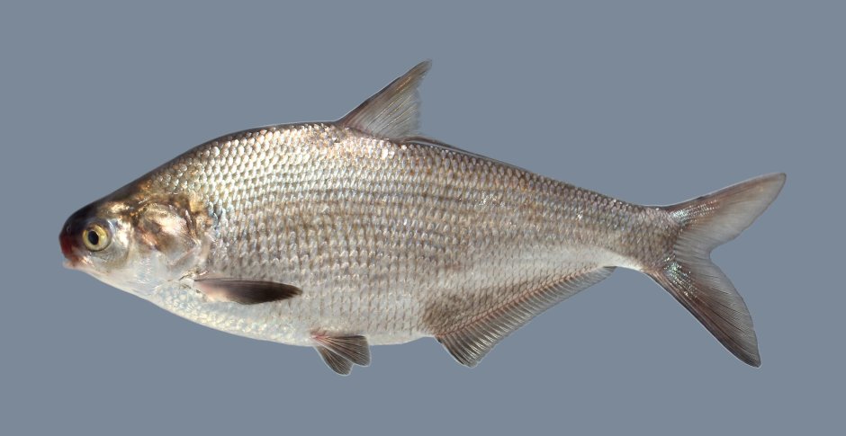 Gizzard Shad рыба