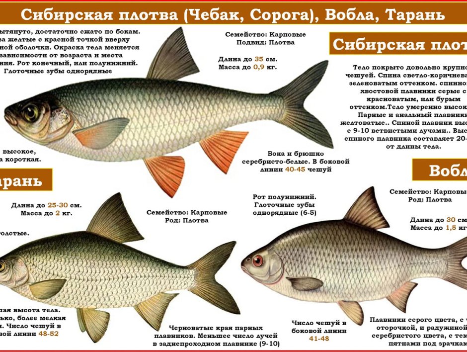 Плотва тарань вобла