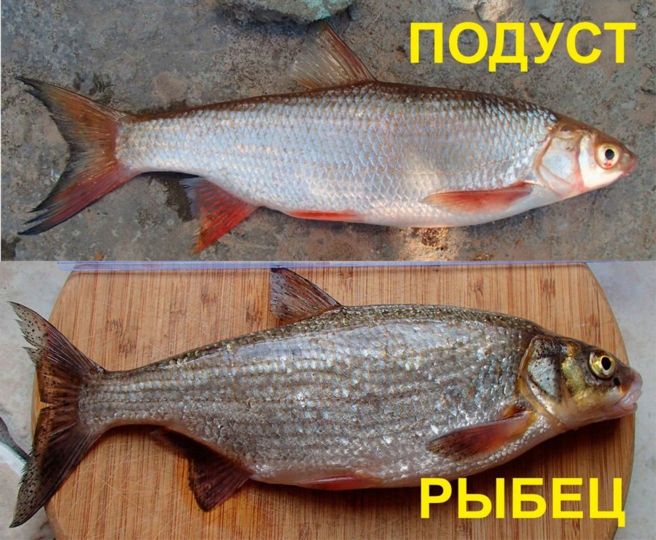 Подуст рыбец сырть