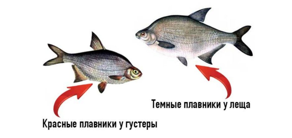Карп русская рыбалка 4