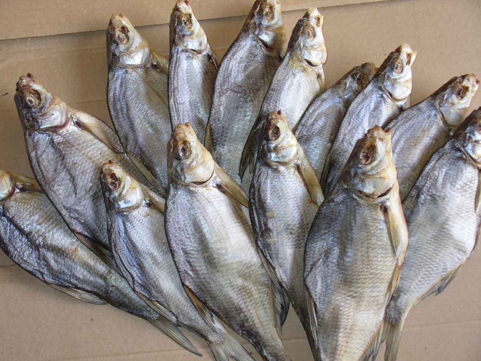Волжская сельдь Alosa kessleri volgensis