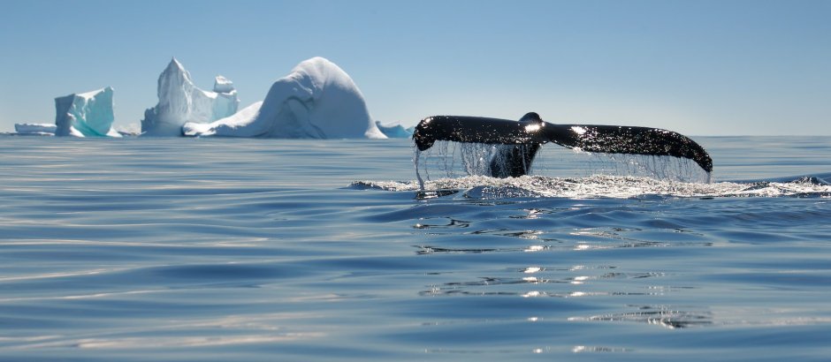 Финвал (Balaenoptera physalus)