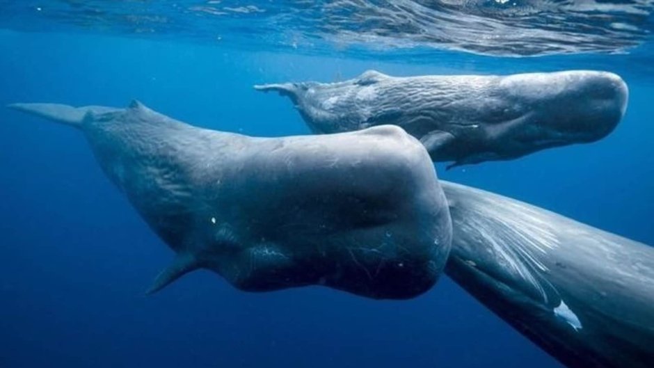 Antarctic is the Home for Penguins Dolphins and Whales ответы ex 83 p 189