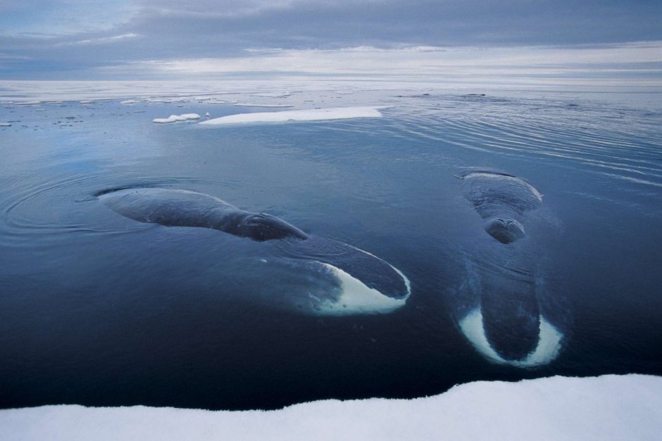 Кашалоты в Средиземном море