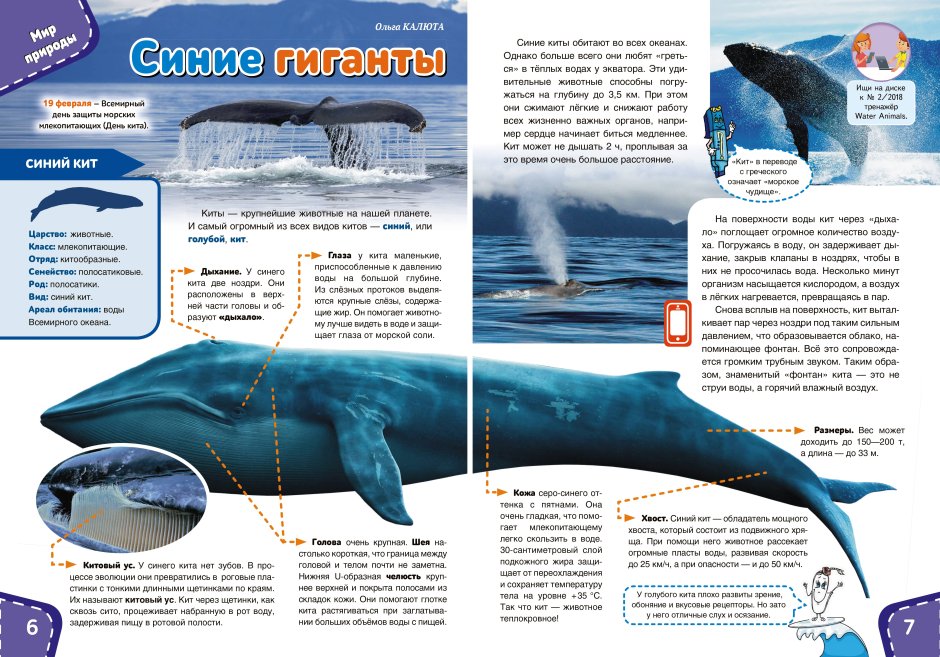 Синий кит Горбач