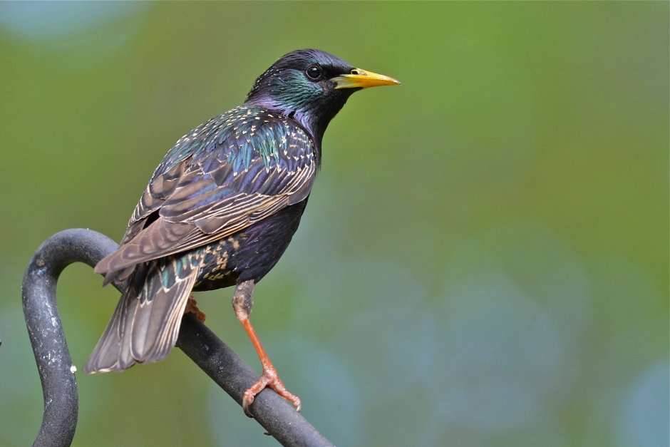 Sturnus vulgaris ночью