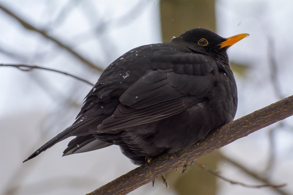 Обыкновенный скворец (Sturnus vulgaris)