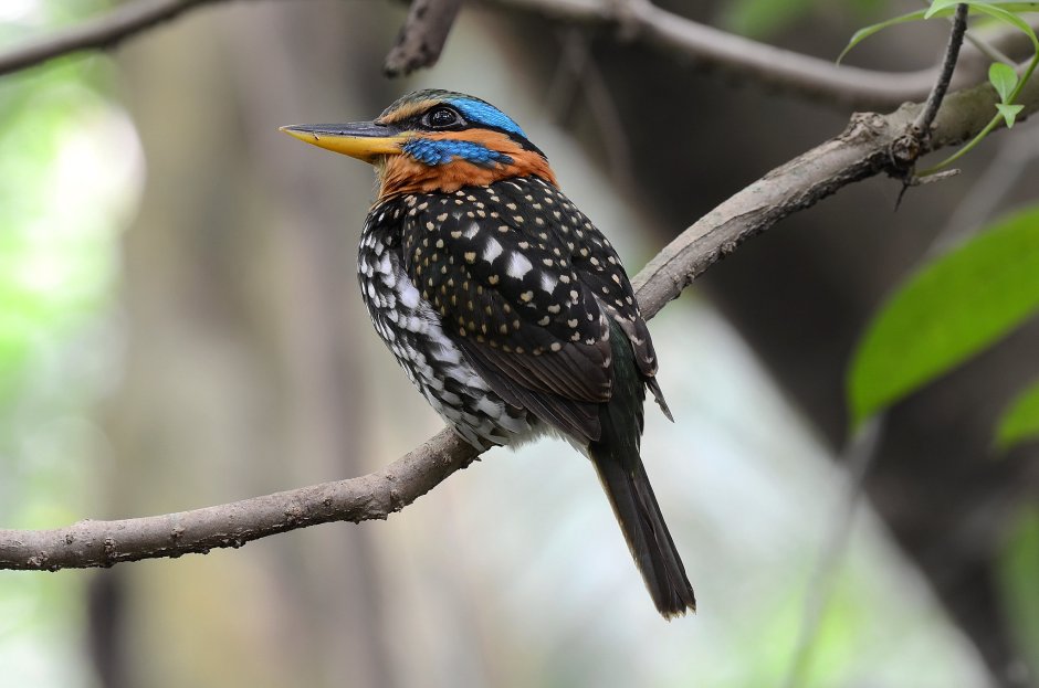 Чёрный Дрозд (лат. Turdus Merula)
