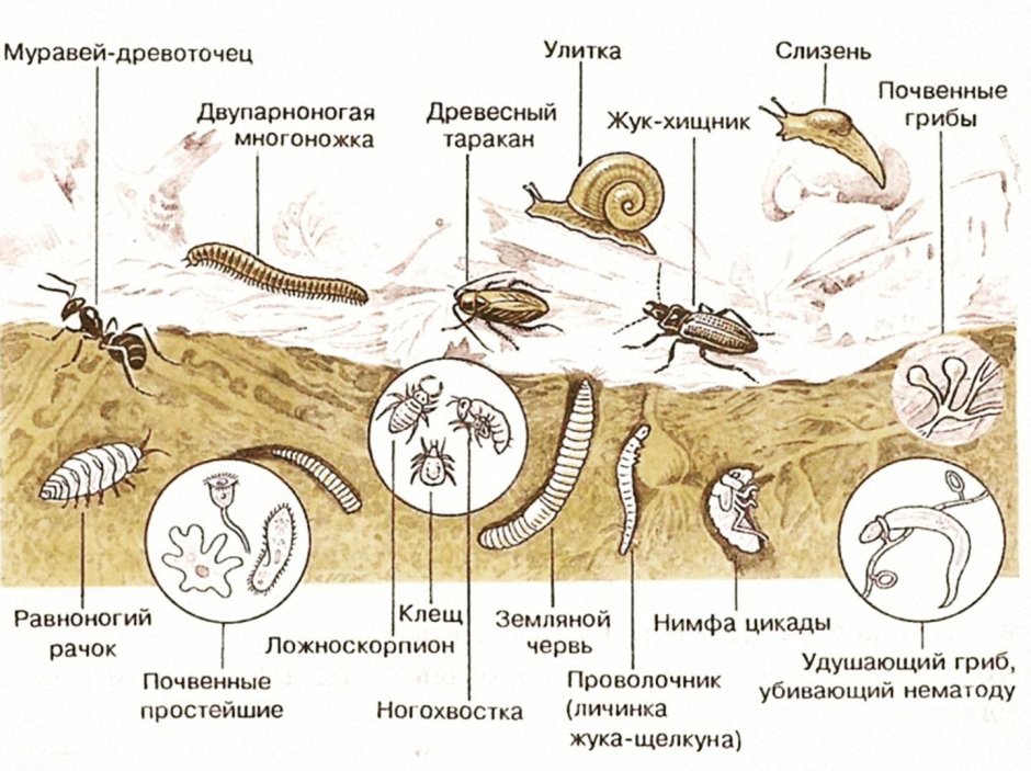 Лысый Африканский землекоп