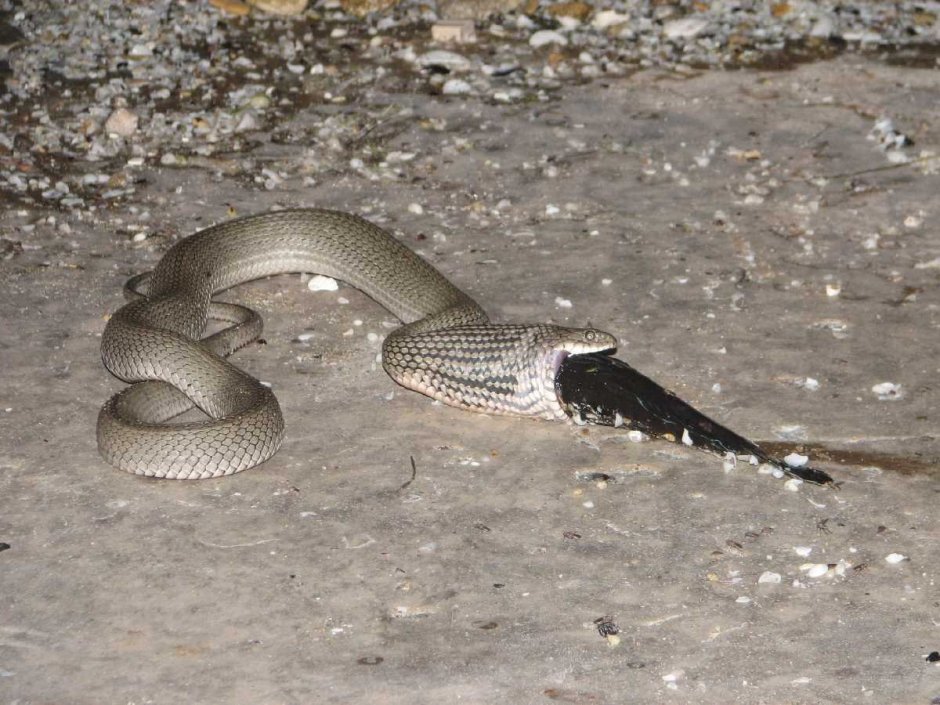 Водяной уж (Natrix tessellata)