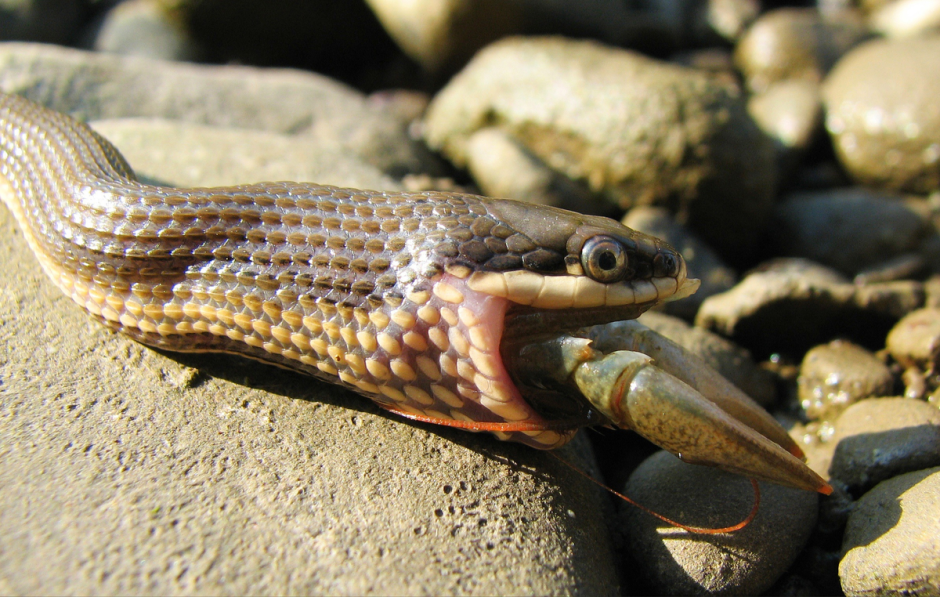 Водяной уж (Natrix tessellata)