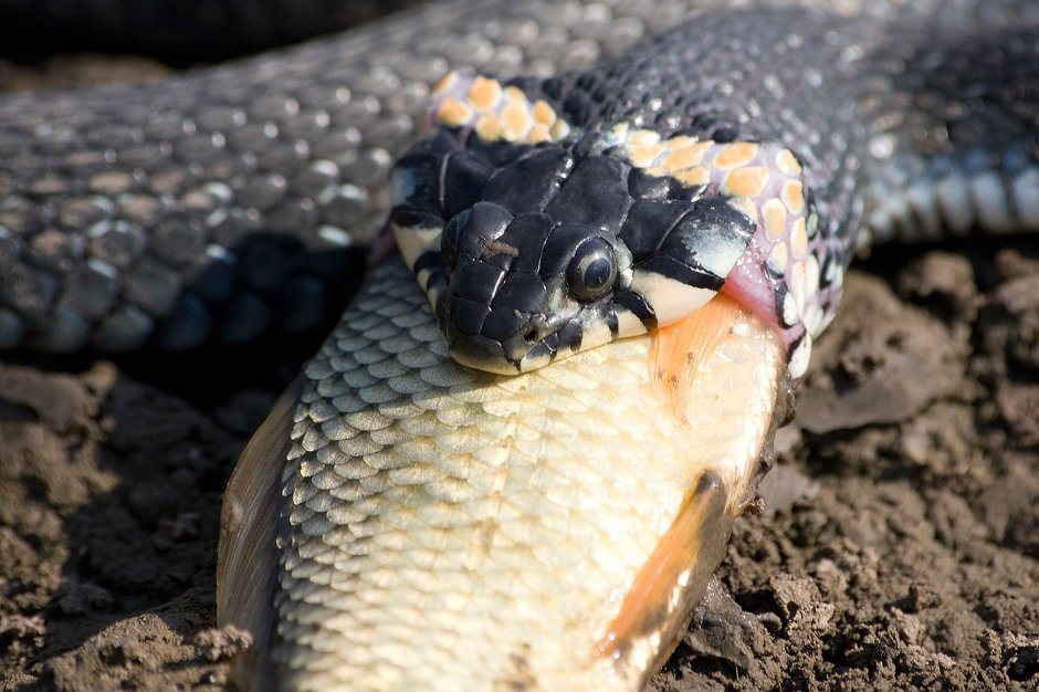 Водяной уж (Natrix tessellata)