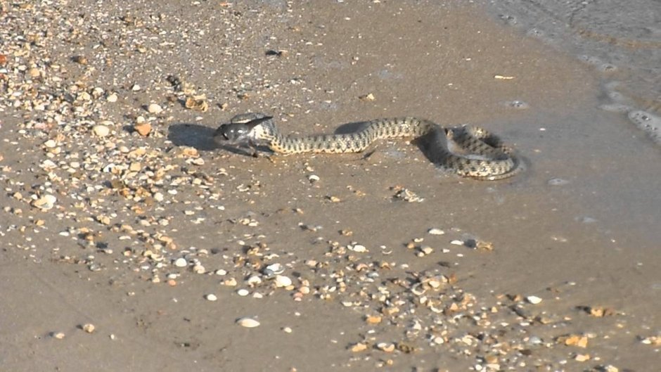 Гадюки в Азовском море