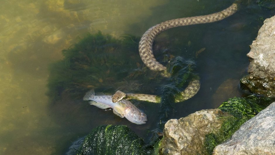 Natrix tessellata