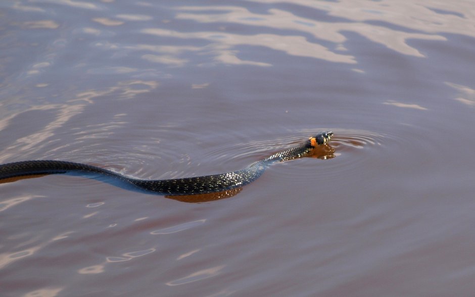 Уж обыкновенный в воде