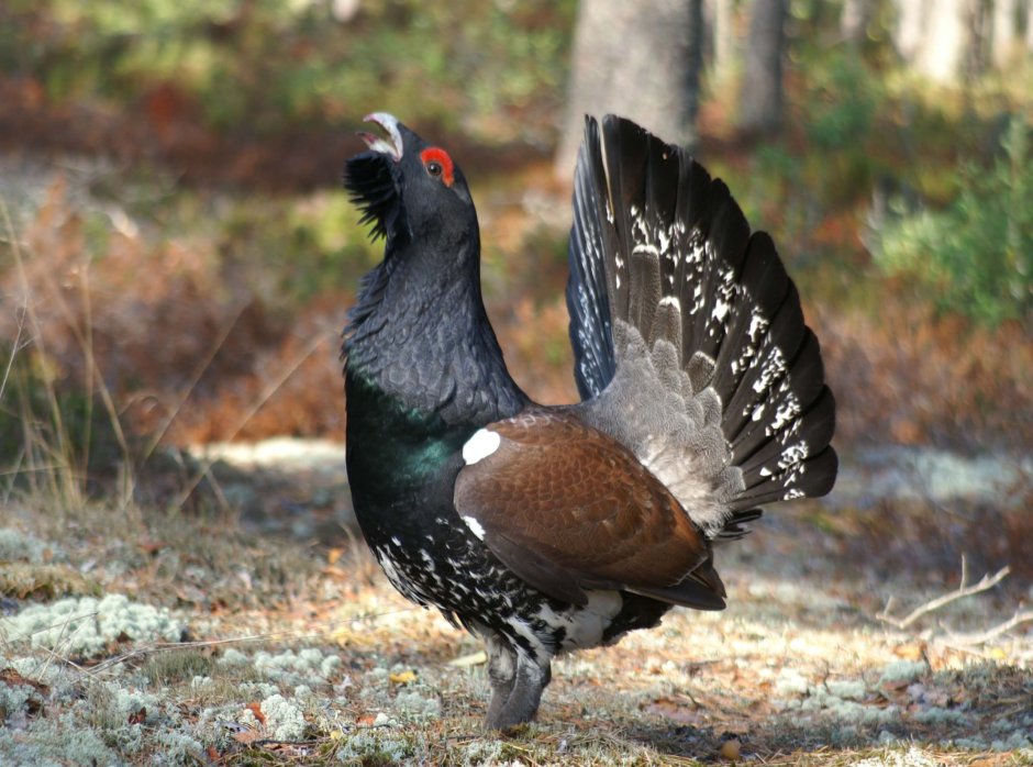 Tetrao urogallus самец и самка