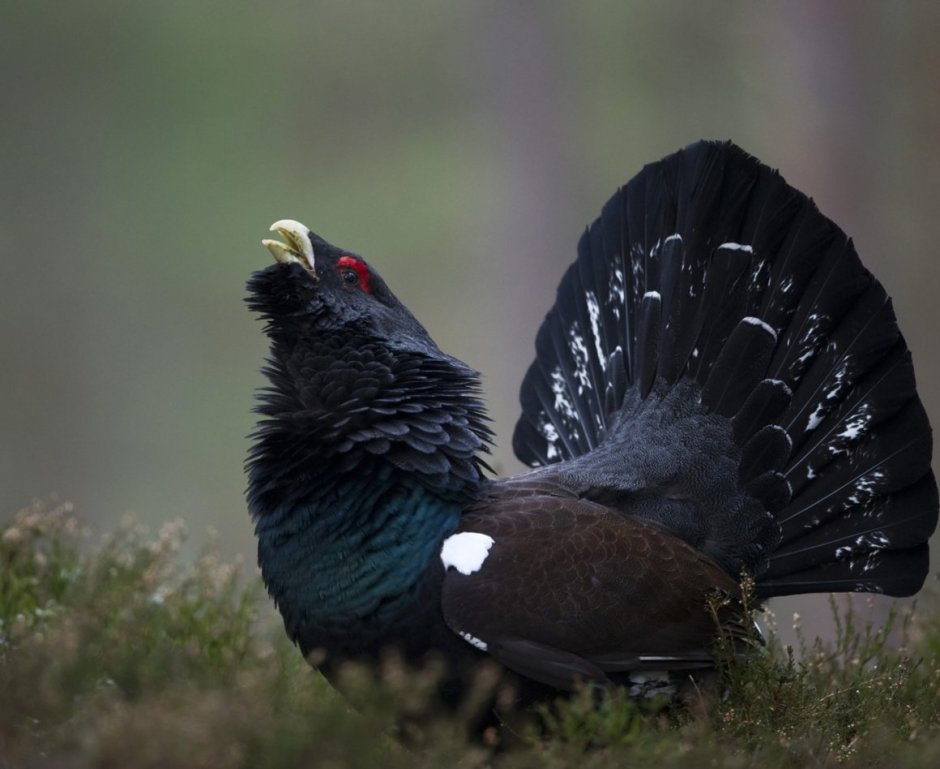Глухарь - Capercaillie