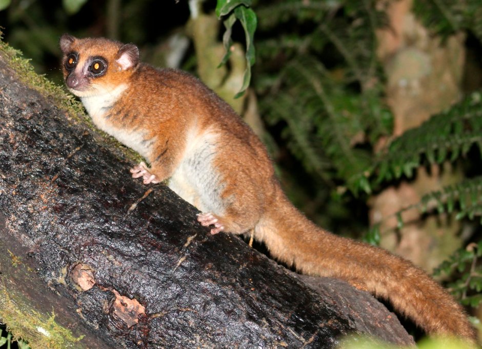 Карликовые лемуры Cheirogaleidae