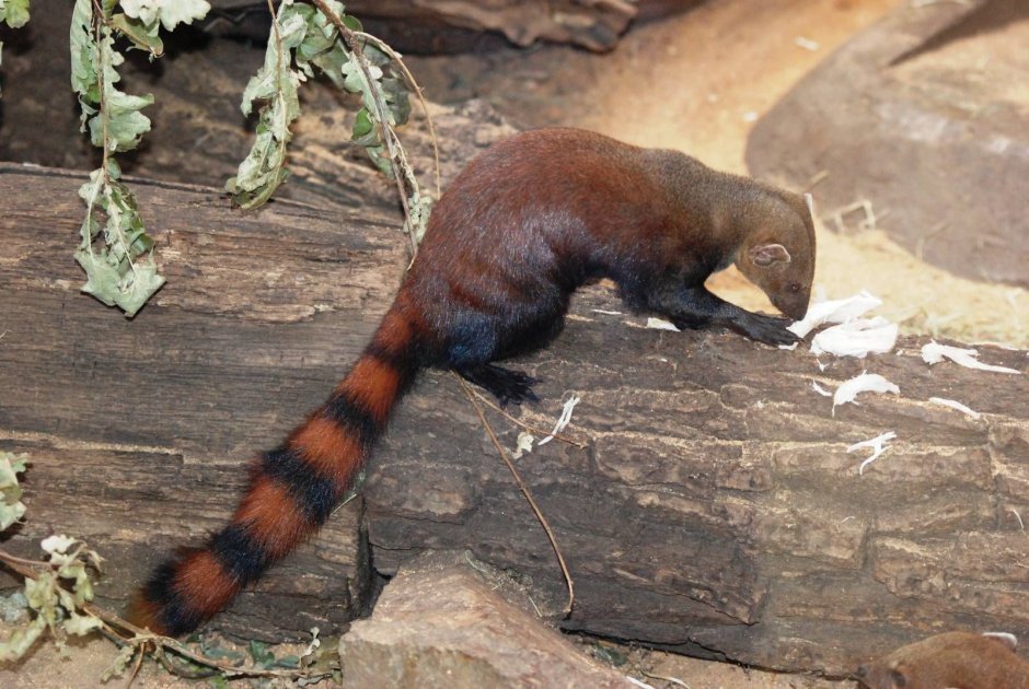 Galidia elegans