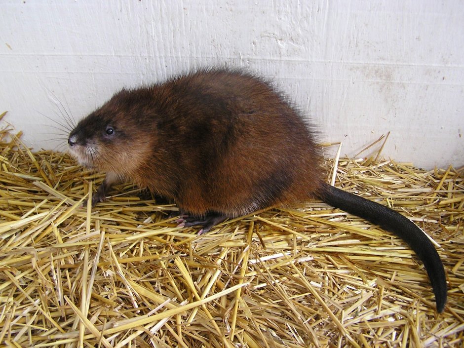 Mustela lutreola норка