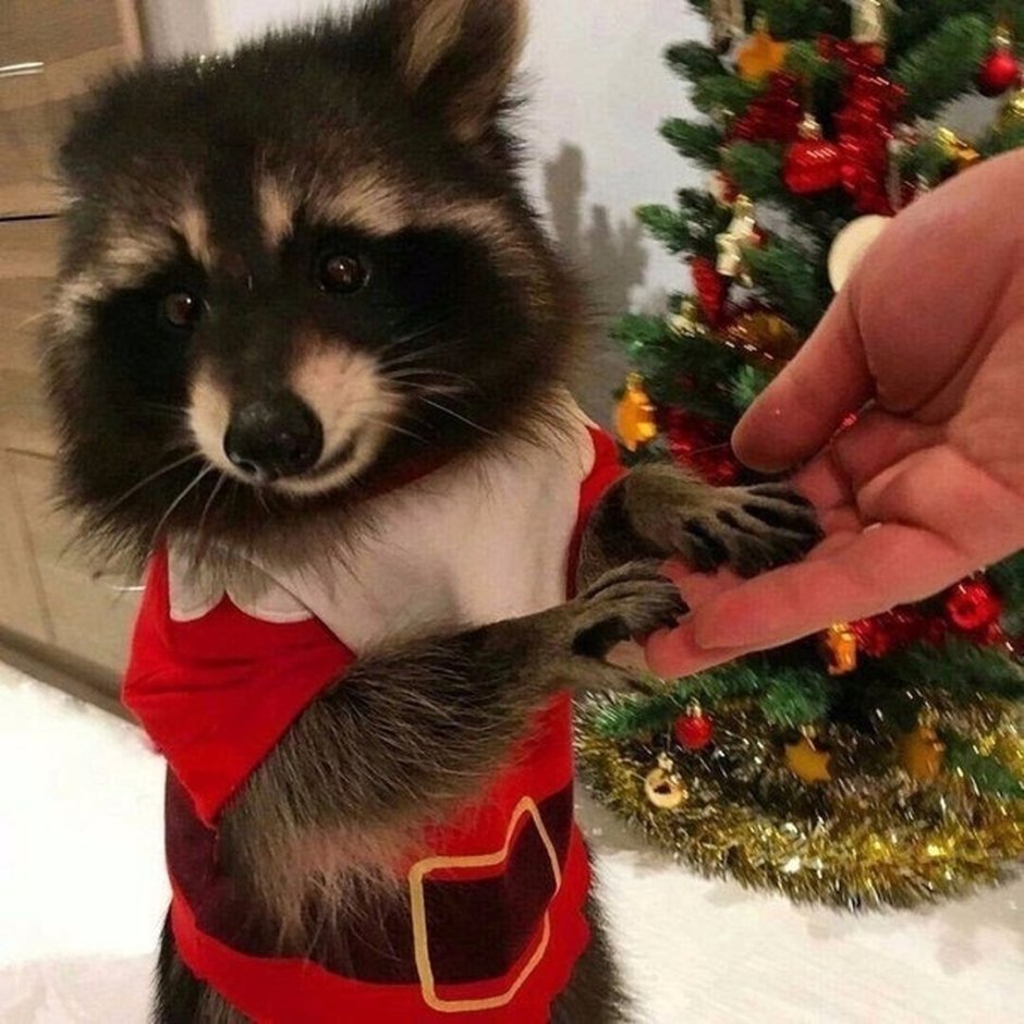 Шапка енот