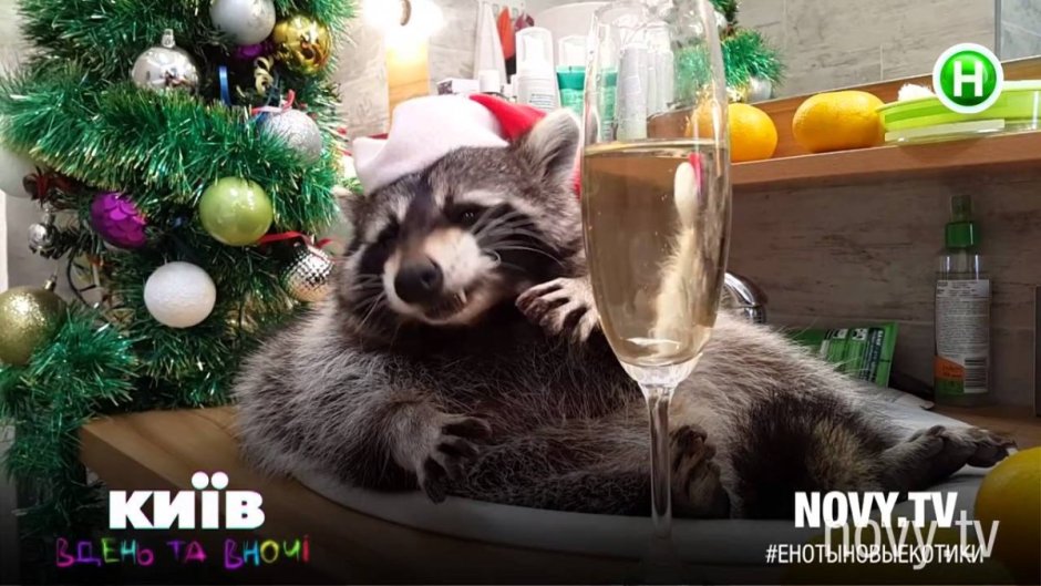 Новогодний енот