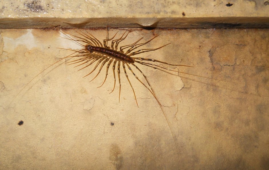 Обыкновенная мухоловка (Scutigera coleoptrata)