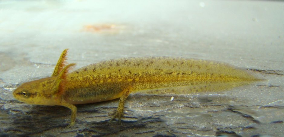 Обыкновенный Тритон Lissotriton vulgaris